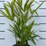 Palma konopná (Trachycarpus fortunei), výška: 50-80 cm, kont. C2L - 4 až 5 paliem v jednom kvetináči (-17°C) 
